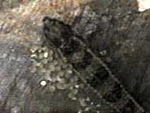Dicrossus filamentosus
