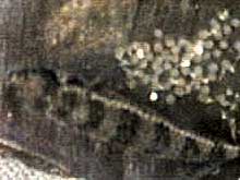 Dicrossus filamentosus