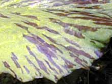 nymphea