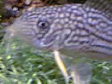 Alevin corydoras sterbai