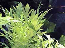 Hygrophila difformis