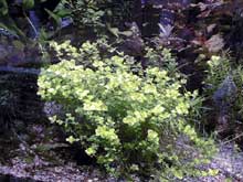 Micranthenum umbrosum le 20 février