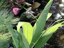 Hygrophila corymbosa