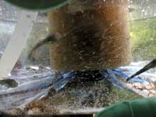 Fishroom