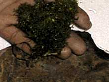 Plante et roche