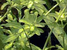 Hemianthus micranthemoides