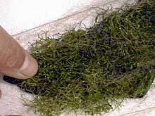 Plante et roche sous filet