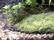 Dans l'aquarium