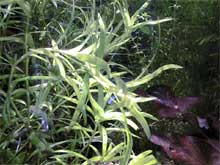 Heteranthera zosterifolia