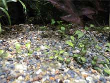 Glossostigma elatinoides