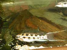 Dicrossus filamentosus