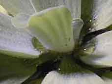 Pistia stratiotes