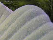 Pistia stratiotes