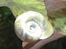 Planorbe