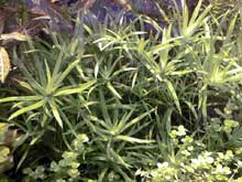 Heteranthera zosterifolia