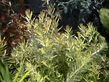 Rotala indica