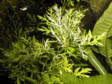 Hygrophila difformis
