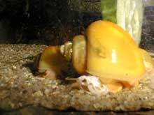 ampulaire