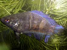 Betta splendens femelle queue double