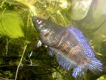 Betta splendens femelle queue double
