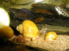 ampulaire
