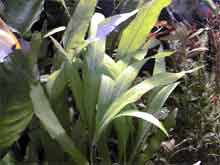 hygrophila corymbos "stricta"