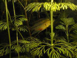 Apistogramma hongsloi mâle