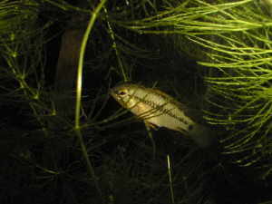 Apistogramma hongsloi femelle
