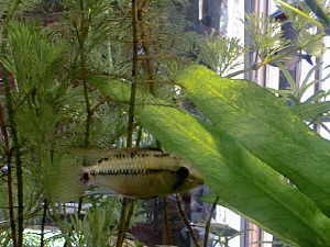Apistogramma hongsloi mâle