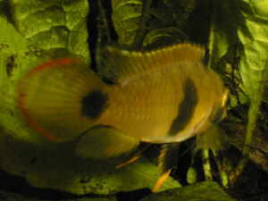 Apistograma panduro femelle