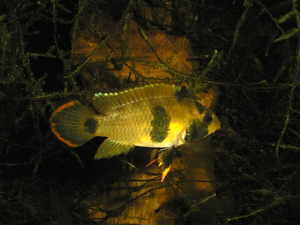 Apistograma panduro femelle