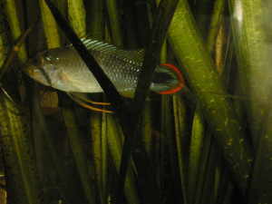 Apistograma panduro male