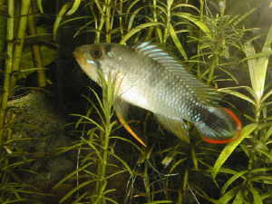 Apistograma panduro Mâle