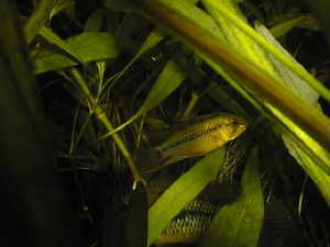 Apistogramma hongsloi mâle