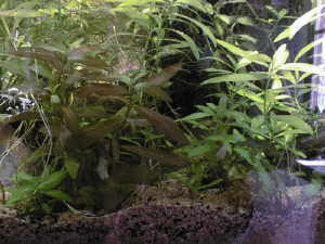 Comparaison des boutures