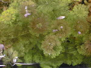 Limnophila vue de dessus