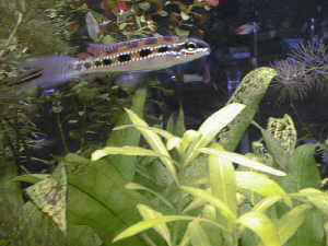 Dicrosus maculatus mâle