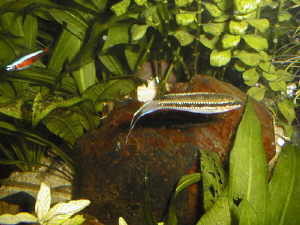 Dicrosus maculatus mâle