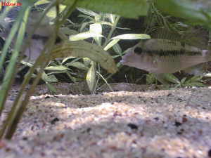 Femelle Geophagus steindarchneri