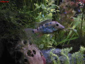 Geophagus steindarchneri
