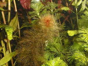 Myriophillum rouge