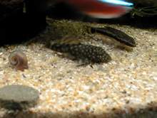 Ancistrus alevin