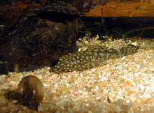 Ancistrus alevin