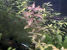 Hygrophila polysperma 'Rosanervig'