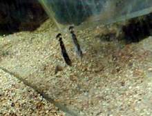 Ancistrus alevin