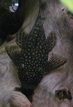 Ancistrus femelle