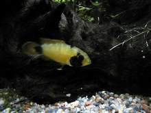 Apistogramma nijsseni femelle