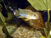 Apistogramma nijsseni mâle