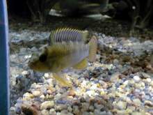 Apistogramma nijsseni