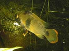 Apistogramma nijsseni femelle